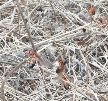 Camponotus nylanderi